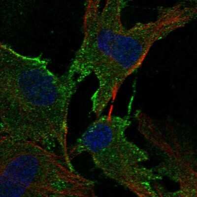 Immunocytochemistry/ Immunofluorescence: ADAMTS2 Antibody [NBP1-89246]