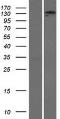 Western Blot: ADAMTS3 Overexpression Lysate [NBP2-07367]