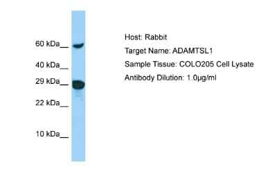 Western Blot: ADAMTSL-1/Punctin Antibody [NBP2-88762]