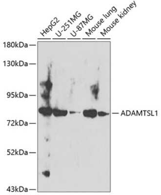 Western Blot: ADAMTSL-1/Punctin AntibodyBSA Free [NBP2-92531]