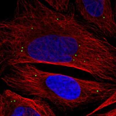 Immunocytochemistry/ Immunofluorescence: ADAMTSL3 Antibody [NBP1-81426]