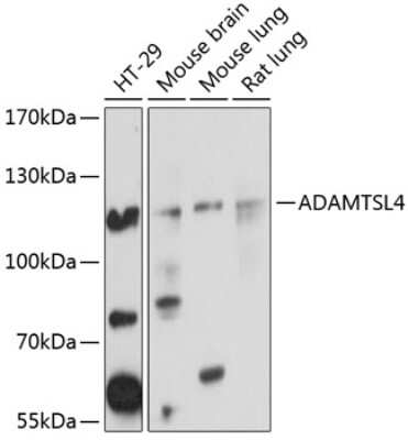 Western Blot: ADAMTSL4 AntibodyBSA Free [NBP2-92647]