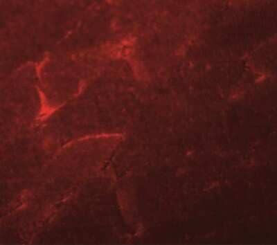 Immunocytochemistry/ Immunofluorescence: ADAMTSL5 Antibody - BSA Free [NBP2-41120]