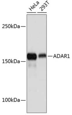 Western Blot: ADAR Antibody (7H1U2) [NBP3-15383]