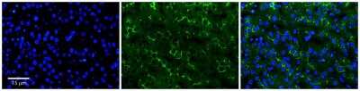 Immunohistochemistry-Paraffin: ADCK2 Antibody [NBP2-84396]