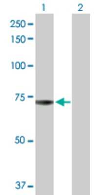 Western Blot: ADCK2 Antibody [H00090956-D01P]