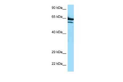 Western Blot: ADCK2 Antibody [NBP2-84397]