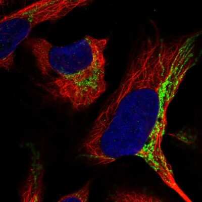 Immunocytochemistry/ Immunofluorescence: ADCK4 Antibody [NBP1-85510]