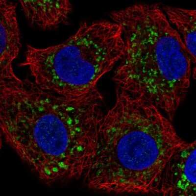 Immunocytochemistry/ Immunofluorescence: ADCK4 Antibody [NBP2-58814]