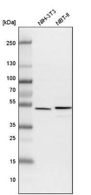 Western Blot: ADCK4 Antibody [NBP1-85508]