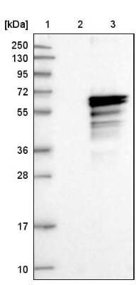 Western Blot: ADCK4 Antibody [NBP1-85509]