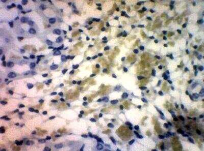 Immunohistochemistry-Paraffin: ADCY10 Antibody [NBP3-12270]