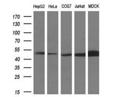 Western Blot: ADE2 Antibody (OTI1B4)Azide and BSA Free [NBP2-71610]