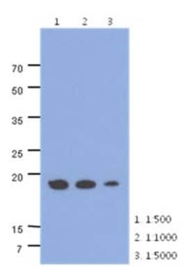 Western Blot: ADI1 Antibody (27E8)BSA Free [NBP2-22614]