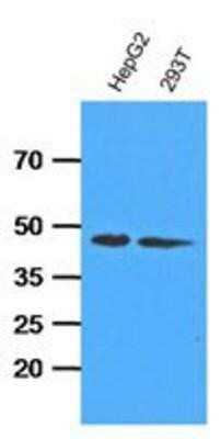 Western Blot: ADK Antibody (4F8)BSA Free [NBP1-97934]