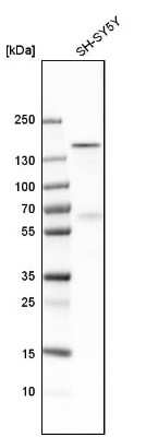 Western Blot: ADNP Antibody [NBP1-89236]