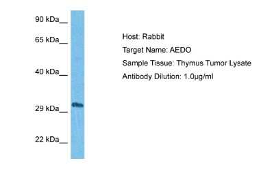 Western Blot: ADO Antibody [NBP2-84400]