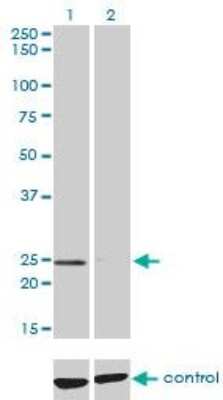 Western Blot: ADP-Sugar Pyrophosphatase/NUDT5 Antibody (2A3) [H00011164-M04]