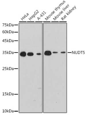 Western Blot: ADP-Sugar Pyrophosphatase/NUDT5 Antibody (7Y9M2) [NBP3-15284]