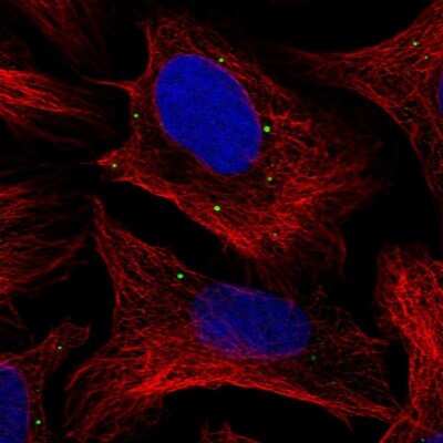 Immunocytochemistry/ Immunofluorescence: ADP-Sugar Pyrophosphatase/NUDT5 Antibody [NBP1-83131]