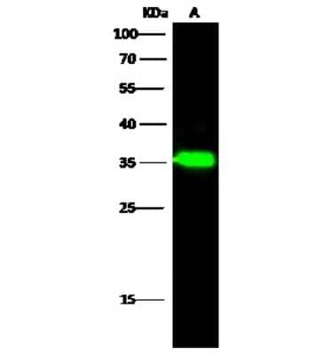 Western Blot: ADP-Sugar Pyrophosphatase/NUDT5 Antibody [NBP3-00064]