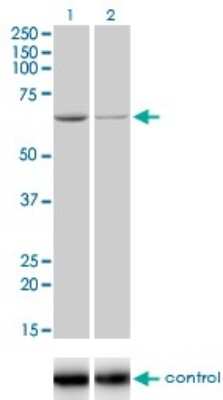 Western Blot: ADPGK Antibody (1E4) [H00083440-M01]