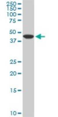 Western Blot: ADPGK Antibody (1E4) [H00083440-M01]