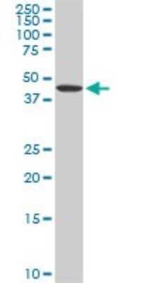 Western Blot: ADPGK Antibody (1E4) [H00083440-M01]