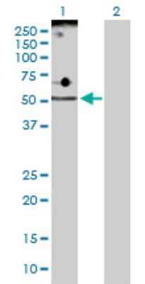 Western Blot: ADPGK Antibody [H00083440-D01P]