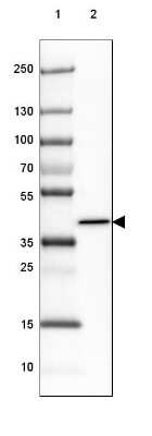 Western Blot: ADPRHL1 Antibody [NBP2-39073]