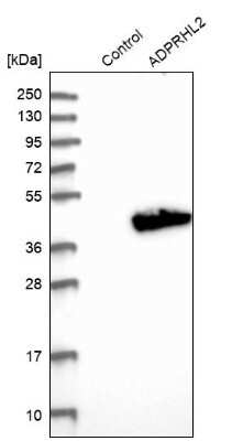 Western Blot: ADPRHL2 Antibody [NBP1-88834]