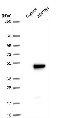 Western Blot: ADPRM Antibody [NBP1-81246]