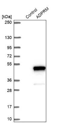 Western Blot: ADPRM Antibody [NBP1-81247]