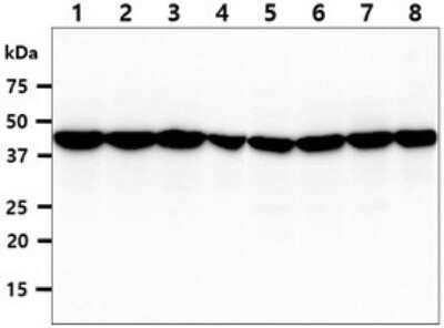 Western Blot: ADRM1 Antibody (34C2)BSA Free [NBP2-59402]