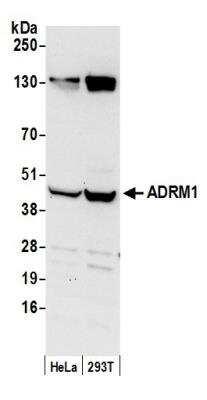 Western Blot: ADRM1 Antibody [NBP1-30447]