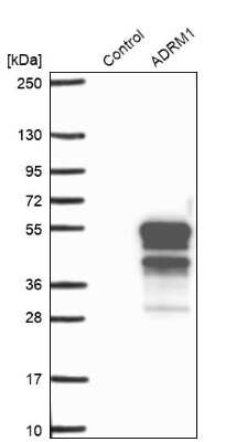 Western Blot: ADRM1 Antibody [NBP1-88993]