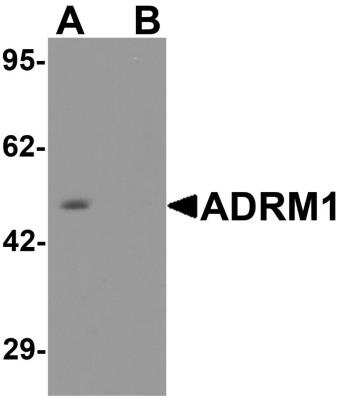 Western Blot: ADRM1 AntibodyBSA Free [NBP2-81769]