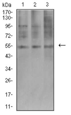 Western Blot: AEBP2 Antibody (2D7B6)BSA Free [NBP2-61822]
