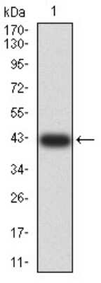 Western Blot: AEBP2 Antibody (3E3C10)BSA Free [NBP2-61835]