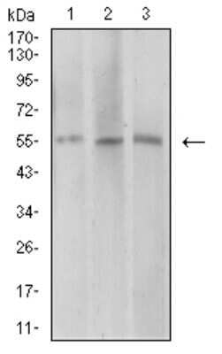 Western Blot: AEBP2 Antibody (3E3C10)BSA Free [NBP2-61835]