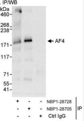 Immunoprecipitation: AF4 Antibody [NBP1-28705]