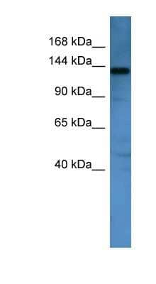 Western Blot: AF4 Antibody [NBP1-69027]