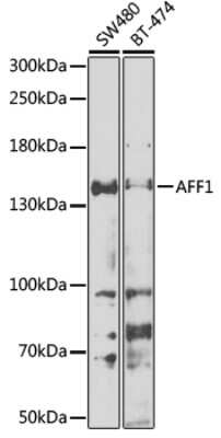 Western Blot: AF4 AntibodyBSA Free [NBP3-03250]