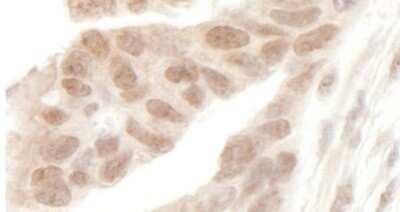 Immunohistochemistry-Paraffin: AF9 Antibody [NB100-1565]