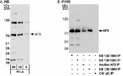 Western Blot: AF9 Antibody [NB100-1565]