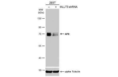 Western Blot: AF9 Antibody [NBP2-15303]