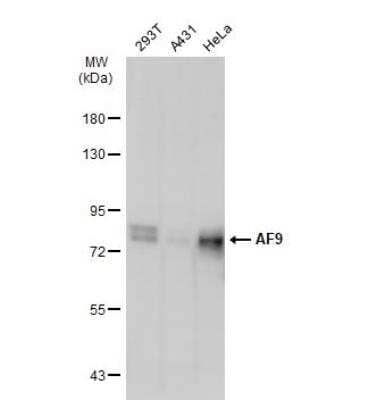 Western Blot: AF9 Antibody [NBP2-15303]