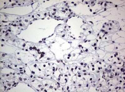 Immunohistochemistry: AFAP Antibody (OTI2G9) - Azide and BSA Free [NBP2-72120]