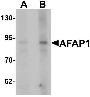 Western Blot: AFAP AntibodyBSA Free [NBP2-81782]