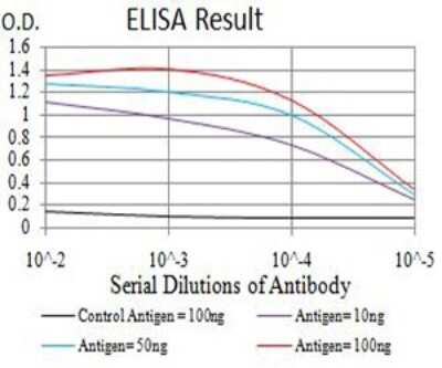 ELISA: AFAP1L2 Antibody (4E12D7) - BSA Free [NBP2-61837]